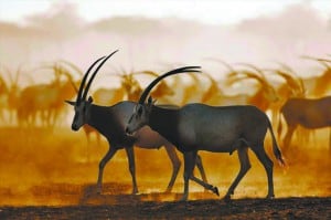 abu dhabi 1_Wild-Arabian-Oryx-on-Sir-Bani-Yas-Island