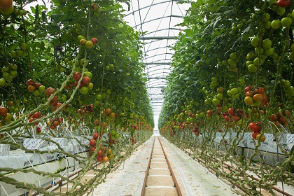 Kebun Tomat Hodroponik-OZIP