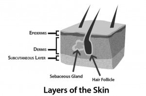 skin-epidermis-dermis-hair