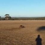 Kangaroo Island#OZIP